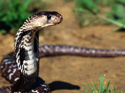 Serpent02-Cobra