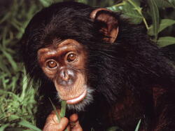 Singe01