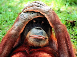Singe02