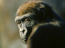 Singe04