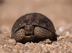 Tortue01