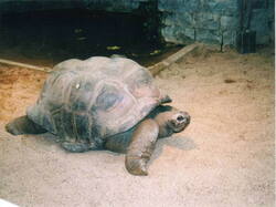 Tortue02