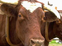 Vache02