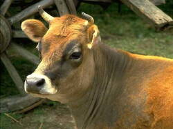 Vache03