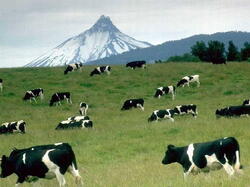 Vache04