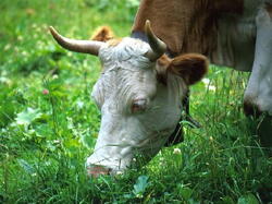 Vache05