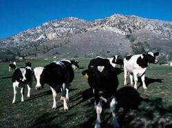 Vache06