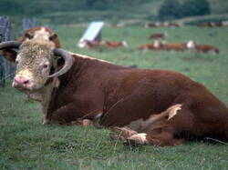 Vache07
