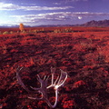 deserts 003