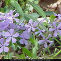 fleurs 001