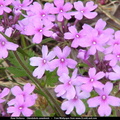 fleurs 002