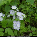 fleurs 003