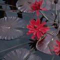 fleurs 005