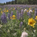 fleurs 006