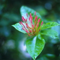 fleurs 008