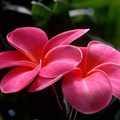 fleurs 009