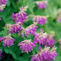 fleurs 012