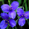 fleurs 018