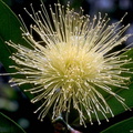 fleurs 019