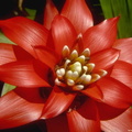 fleurs 020