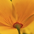 fleurs 021