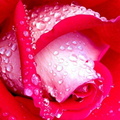 fleurs 022