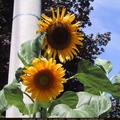 fleurs 024