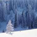 forets 001
