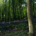 forets 002