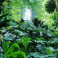 forets 003