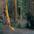 forets 004