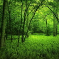 forets 005