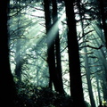 forets 006