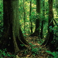 forets 007