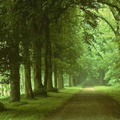 forets 008