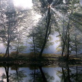 forets 009