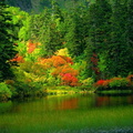 forets 010