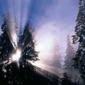 forets 012