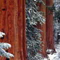forets 014