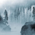 forets 020
