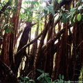 forets 022