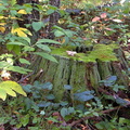 forets 024