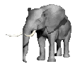 animaux882