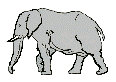 animaux885