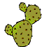 kaktu